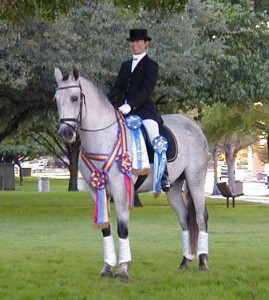 Andalusian Horse Trained By Joan