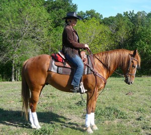 Sorrel Quarter Horse Learns Western Dressage