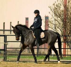 Horse performing Shoulder In