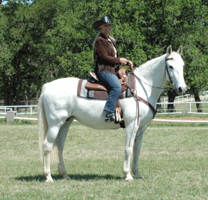 Andalusian Horse